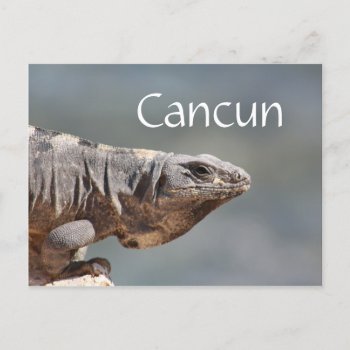Cancun Mexico Iguana Postcard by ZenPrintz at Zazzle