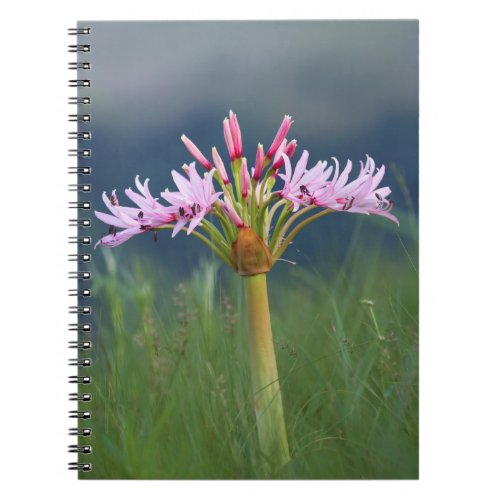 Candelabra Flower Brunsvigia Radulosa Umgeni Notebook