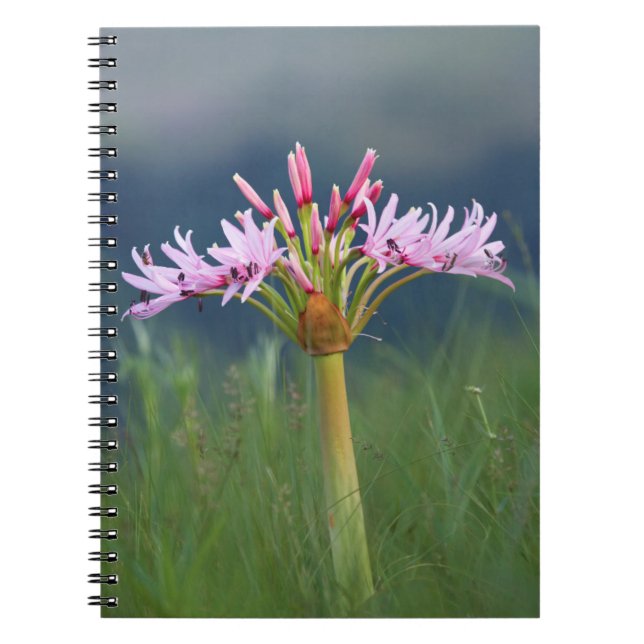 Candelabra Flower (Brunsvigia Radulosa), Umgeni Notebook (Front)