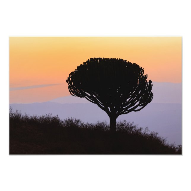 Candelabra Tree silhouetted at sunrise, Photo Print (Front)