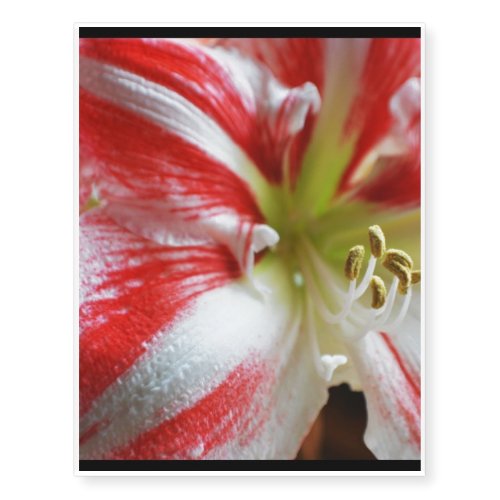 Candy Cane Amaryllis Temporary Tattoos