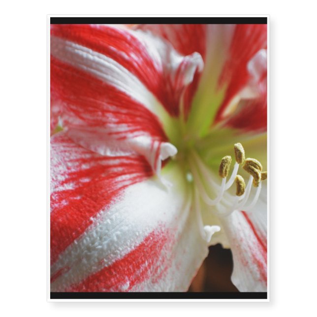 Candy Cane Amaryllis Temporary Tattoos (Front)