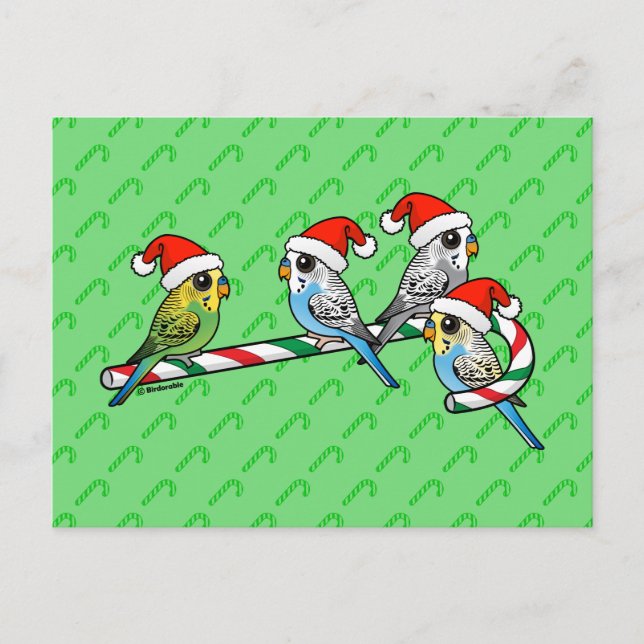 Candy Cane Santa Budgies Holiday Postcard (Front)