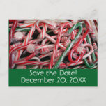 Candy Canes and Peppermints Christmas Holiday Announcement Postcard