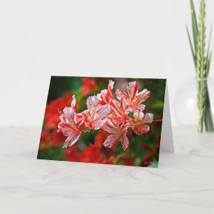 Candy Canes Holiday Card