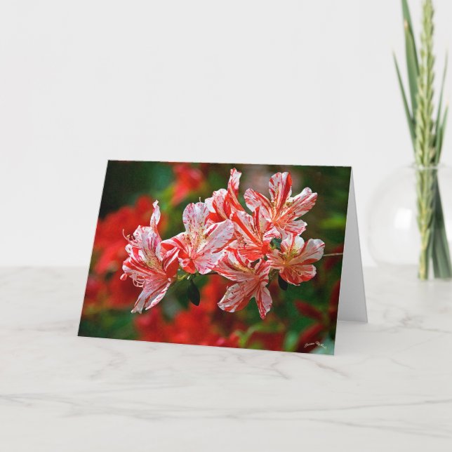 Candy Canes Holiday Card (Front)