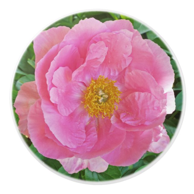 CANDY-PINK PEONY CERAMIC KNOB (Front)