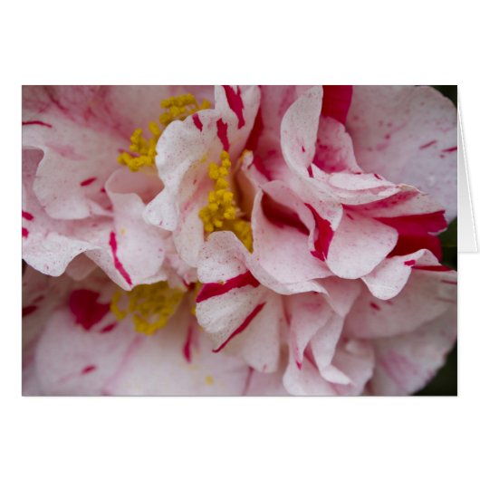 Candy Striped Camellia Cards (Front Horizontal)