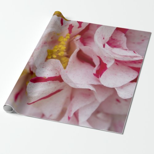 Candy Striped Camellia Wrapping Paper