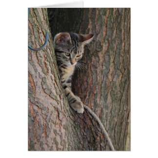 Candy The Cat Cards