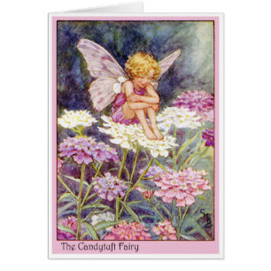 Candytuft Fairy Cards