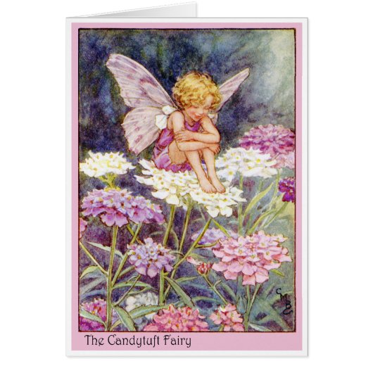 Candytuft Fairy Cards (Front)