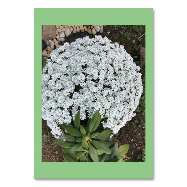 Candytuft Flowers Custom Reading Flashcards Table Number (Front)