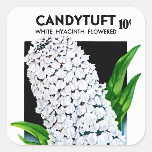Candytuft Seed Packet Label