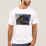 cane-corso-4.jpg T-Shirt