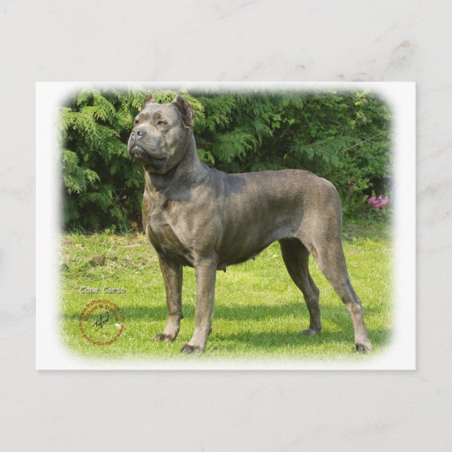 Cane Corso 8R056D-05 Postcard (Front)