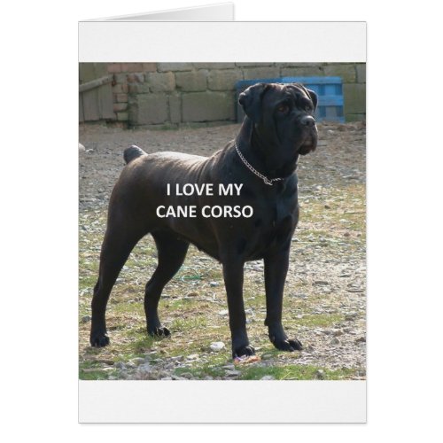 cane corso black love w pic