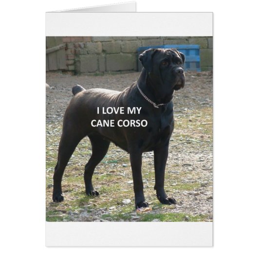 cane corso black love w pic cards (Front)