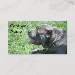Cane Corso Business Cards