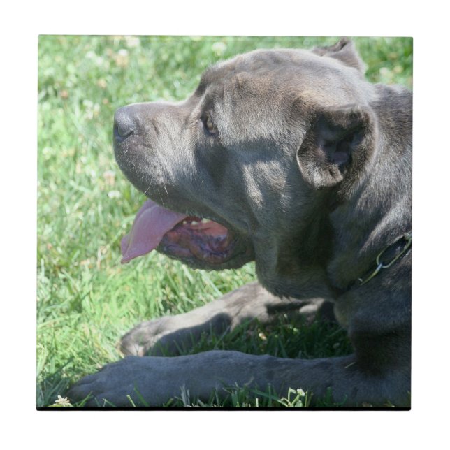 Cane Corso Ceramic Tile (Front)