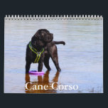 Cane Corso Dog Calendar<br><div class="desc">A Calendar with 12 different pictures of Cane Corso</div>