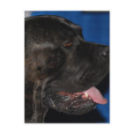 Cane Corso Dog Postcard