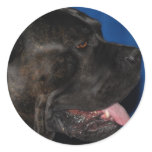 Cane Corso Dog Stickers