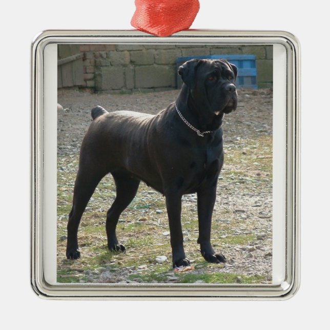 cane corso full.png metal ornament (Front)
