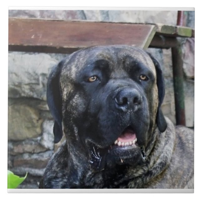 cane corso grey brindle ceramic tile (Front)