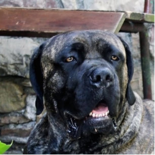 cane corso grey brindle cutout