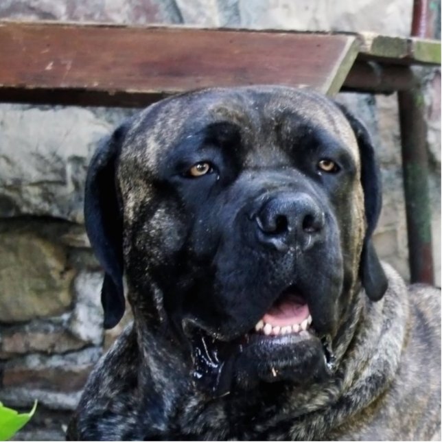cane corso grey cutout (Front)
