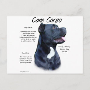 Cane Corso History  Postcard