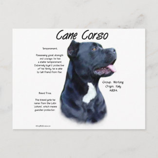 Cane Corso History Postcard