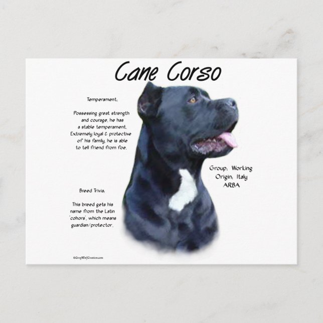 Cane Corso History  Postcard (Front)