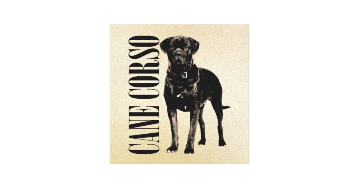 The Cane Corso  Modern Dog magazine