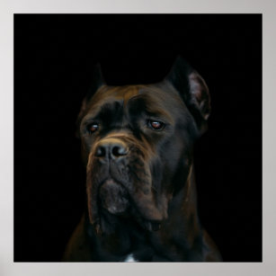 Prada Milano Cane Corso - Fashion Poster – PosterBox