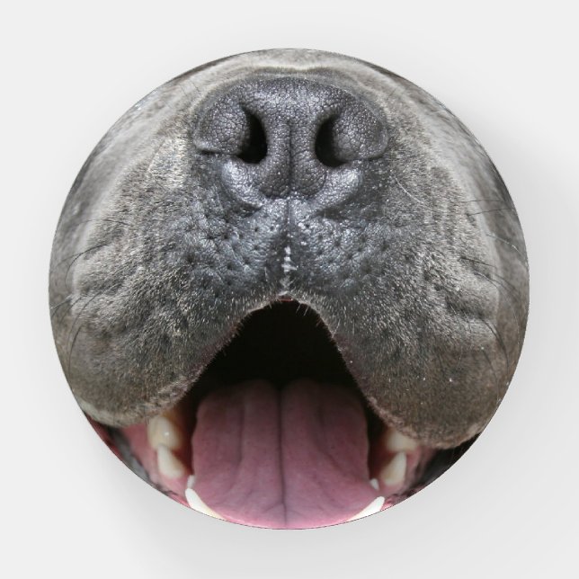 Cane Corso Mastiff Dog Paperweight (Front)