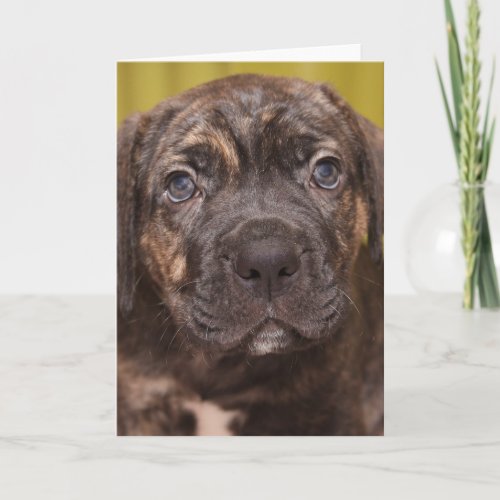 Cane Corso Mastiff Puppy Note Card