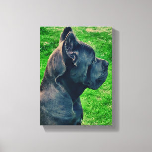 Cane Corso portrait Canvas Print