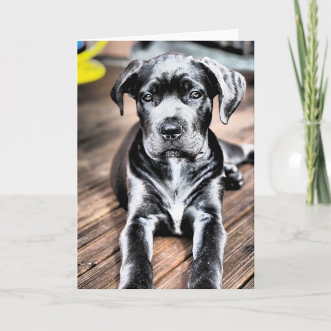 cane corso pup 2.png card (Front)