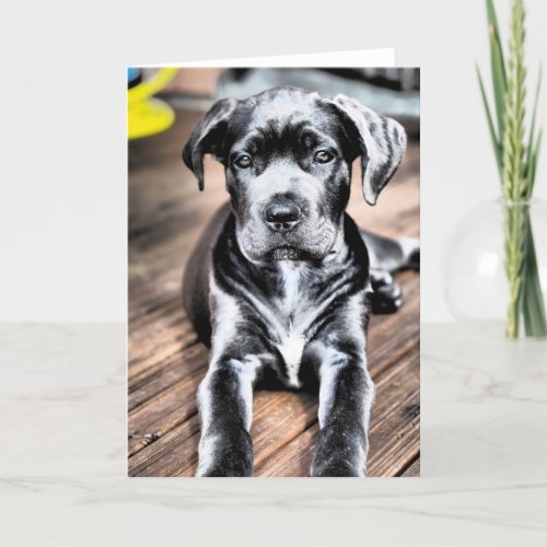cane corso pup 2png card