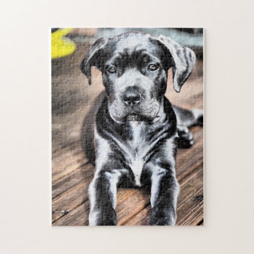 cane corso pup 2png jigsaw puzzle