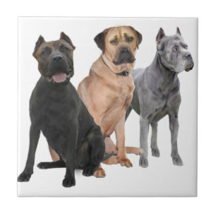 Cane Corso Three Ceramic Tile