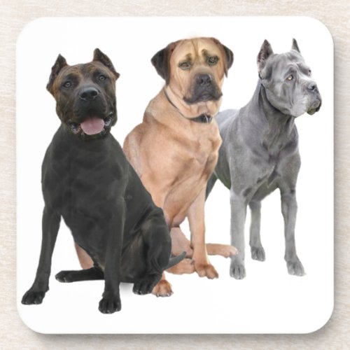 Cane Corso Three Coaster