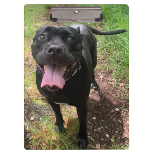 Cane Corso X Clipboard