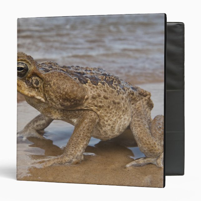 Cane Toad Rhinella marina, previously Bufo Binder (Front/Inside)