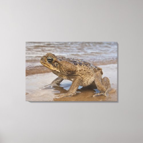 Cane Toad Rhinella marina previously Bufo Canvas Print
