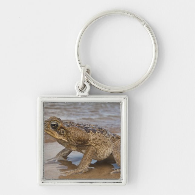 Cane Toad Rhinella marina, previously Bufo Keychain (Front)