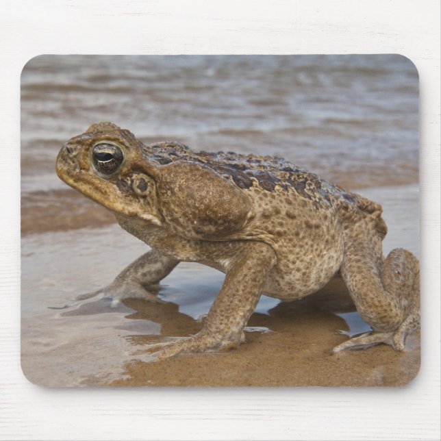 Cane Toad Rhinella marina, previously Bufo Mouse Pad (Front)