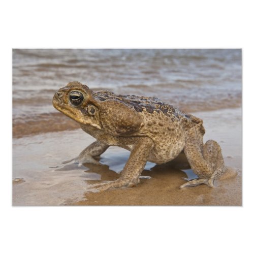 Cane Toad Rhinella marina previously Bufo Photo Print